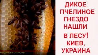 Дикое Пчелиное Гнездо Нашли в Лесу! Wild Honeybee Nest Was Found in Forest! Kiev, Ukraine