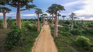 MADAGASCAR | Lemurs, Baobab Trees + Broken Bridges