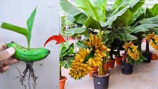 New best skills! graft a Banana trees from bananas fruit in pot