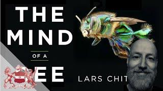 The Mind of a Bee | Lars Chittka