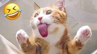 Funny Animal Videos 2023  - Funniest Dogs and Cats Videos  #19