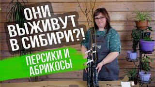 Где купить саженцы? ЗИМОСТОЙКИЕ ПЕРСИКИ И АБРИКОСЫ