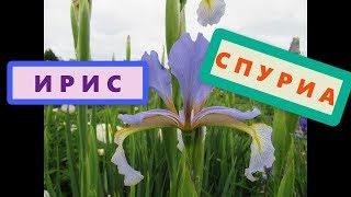 Ирис Спуриа или ложный ирис. Как отличить ирис Спуриа от Сибирского ириса?