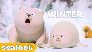 How the Seals Deal with Winter ㅣSEALOOK Episodes Compilation
