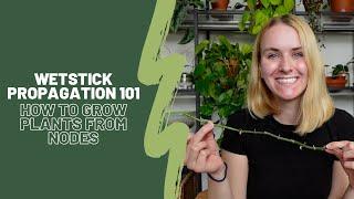 Wetstick propagation 101 ️| How to ensure the most success