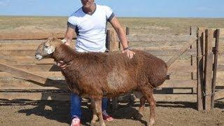 ООО Волгоград Эдильбай. Бараны - Чемпионы выставок, полученные в хозяйстве