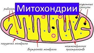 Строение клетки: митохондрии | самое простое объяснение