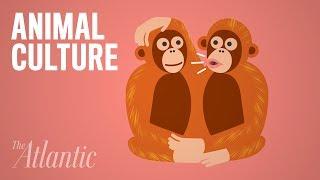 What Explains Bizarre Animal Behavior?