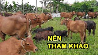 Cùng Tham Khảo Mô Hình Nuôi Bò Nái Sinh Sản Chăn Thả | Phương bò 114