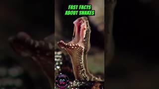 Facts about snakes #curiosities #facts #snake #snakes #animal #snakelife #globalcuriosities