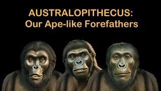 The Genus Australopithecus: Our Ape-like Forefathers | Australopithecus Evolution | Human Origins