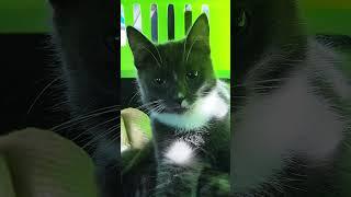 Shura and Sharlotta's emotions after a visit to the vet #cat #cats