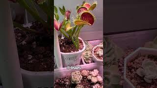 She Adopted a Plant… It Became a Fly Assassin 