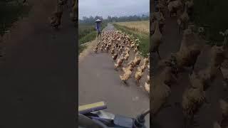 bebek di sawah #shorts