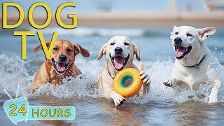 DOG TV: Best Anti-Anxiety Videos with Relaxing Music for Dogs Left Home Alone - Music for Dogs