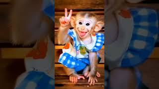 tag your Swathi  #whatsappstatus #trending #myfriend #best #queen #bestfriend #luser #monkey