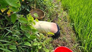 The journey of catching mussels for sale and growing a clean vegetable garden