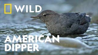 The Animals of Olympic National Park | Unexplored Americas | National Geographic WILD UK