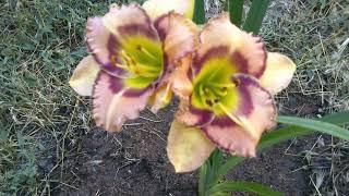 ЛИЛЕЙНИК "ФРУТТИ КИСС"/HEMEROCALLIS "FRUITY KISS". Июль 2022 год.