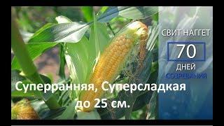 Кукуруза Свит Наггет F1 - суперранняя, суперсладкая до 25 см.