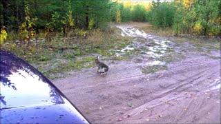 А зайка то маленький .Русские гончие Аргон и Лайма вл. Шатров В.А.#охотасгончей