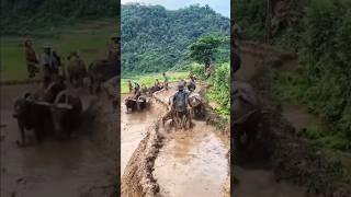 Rice & Fish Farming: Doubling Income in the Hills 