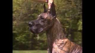 Great Dane - AKC Dog Breed Series