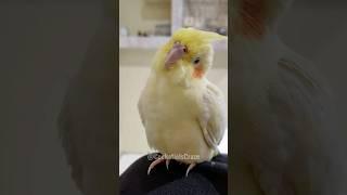 Little Floof Ball  #cockatielscraze