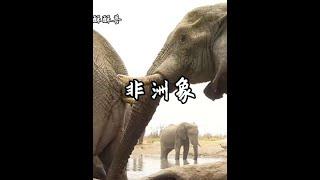非洲象究竟有多大呢！#非洲象 #神奇動物在抖音 #野生動物零距離