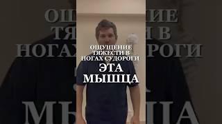 Ощущение тяжести в ногах судороги Эта мышца