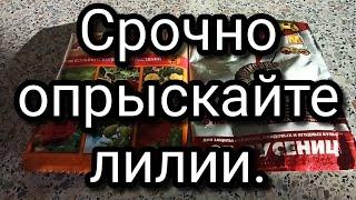 Чем опрыскать лилии от болезней и вредителей.