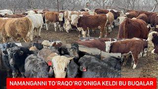 RASSIYSKIY SMENTALL ANGUS GREFORDLAR NAMANGANDA. NAMANGANDAN BUQA OLGAN ODAM AFSUSLANMAYDI.