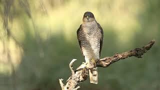 Eurasian sparrow hawk, Accipiter nisus