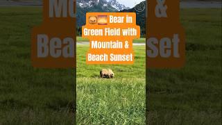  Bear in Green Field with Mountain & Beach Sunset | Majestic Nature by NaturalBeauty349