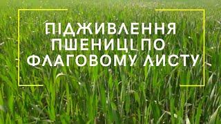 Підживлення пшениці по флаговому листу карбомідом і сульфатом магнію.