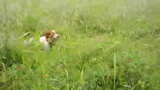 Marra  Pointing a Pheasant