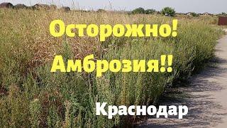 Осторожно Амброзия! Краснодар.