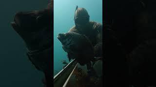 LA VERDADERA LIBERTAD ESTÁ EN EL MAR PESCA SUBMARINA #shorts