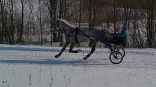 Живущие в полёте