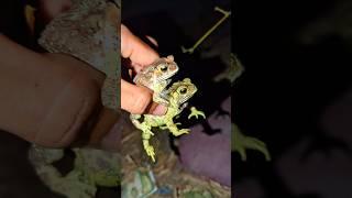 toad and frogs flying and falling funny | tong tong funny frog jump | memes frog funny