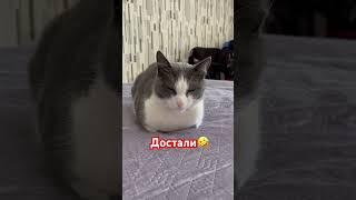 Достали кота #жизньвказахстане #казахстан #казахскаясемья #кот #котики #британские #кошки #кошка