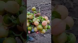 #farming #kishan #agriculture #shortsfeed #voiceeffects #nature #fruit