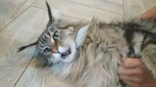 МЕЙН КУН РАЗГОВАРИВАЕТ  МЯУКАНЬЕ КОТЯТ КОТЫ и КОШКИ MAIN COON CATS КОТЯТА МЯУКАЮТ