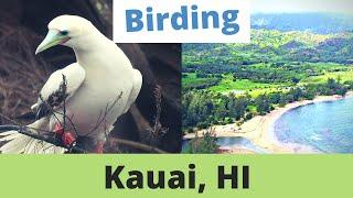 Guide to Birding Kauai, Hawaii. Boobies, Honeycreepers, Tropicbirds and More! February, 2023.