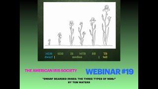 AIS Webinar #19 "Dwarf Bearded Irises: The Three Types of MDBs” by Tom Waters