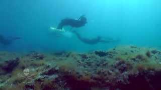 Divers for the Oceans / Sea Shepherd Conservation Society