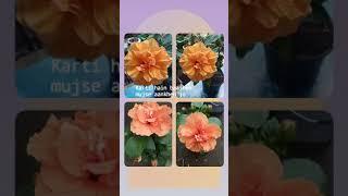 #flowers #foryou  #gardening #shortfeed #trending #shorts #viral
