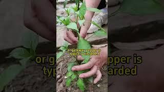#garden #gardening #plants #plant #gardening101 #gardeningtips #farming #pepper #pruning #vegetables