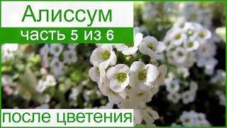  Алиссум после цветения – сбор семян алиссума, подготовка к зиме