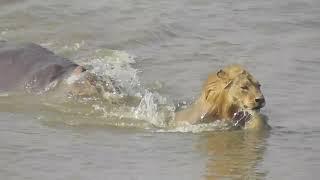 Hippo Chases Lion in River